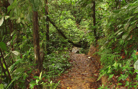 Riding through a rainforest