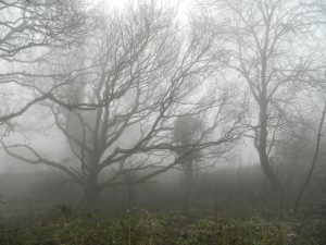 Woods in the fog and rain