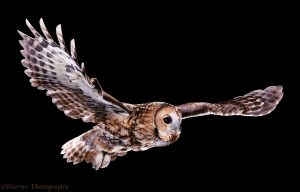 Tawny Owl (Strix aluco)