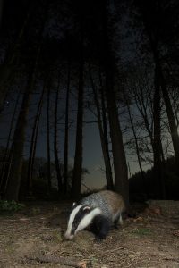 badger