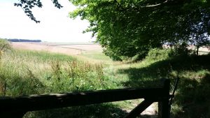 South Downs Way from the woods