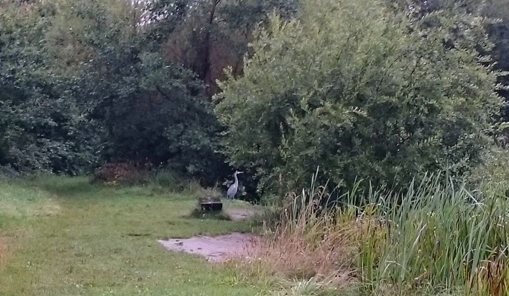 That’s a heron