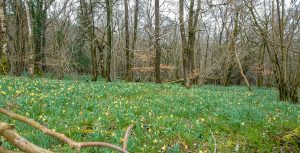 Wild Daffodils