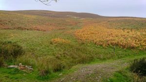 It was like a bracken covered wall